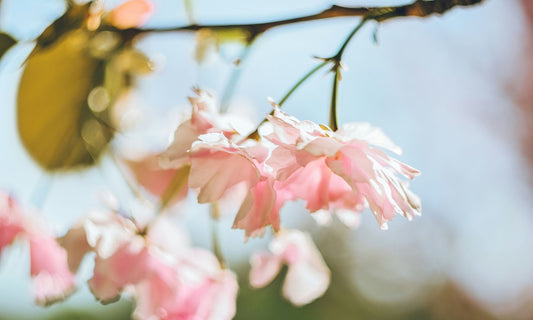 What Makes The Perfect Spring Perfume?