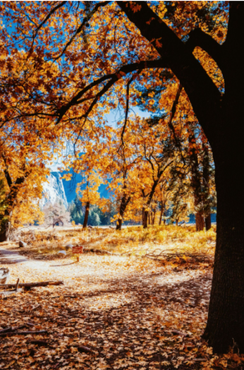 What Makes The Perfect Fall Perfume?