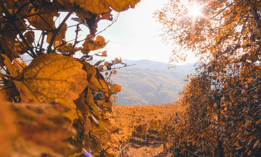 What Makes The Perfect Fall Perfume?